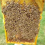 Hexagon Honey House+ Prywatna Plaza+jezioro+ Stawy+ Gospodarstwo+ Pasieka Vakantiehuis Srokowo