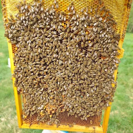 Hexagon Honey House+ Prywatna Plaza+jezioro+ Stawy+ Gospodarstwo+ Pasieka בית נופש Srokowo